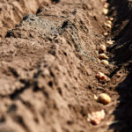 Process of planting potato field in the vegetable garden, close up. Seed potatoes. Seasonal work.